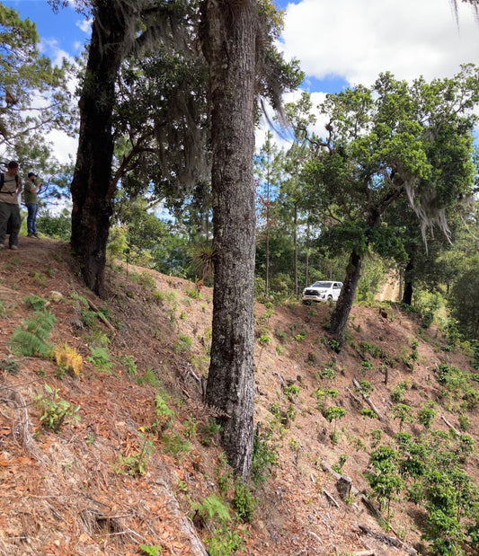 ニカラグア VOLCANCITOS /CATUAI double wash/ 浅煎り