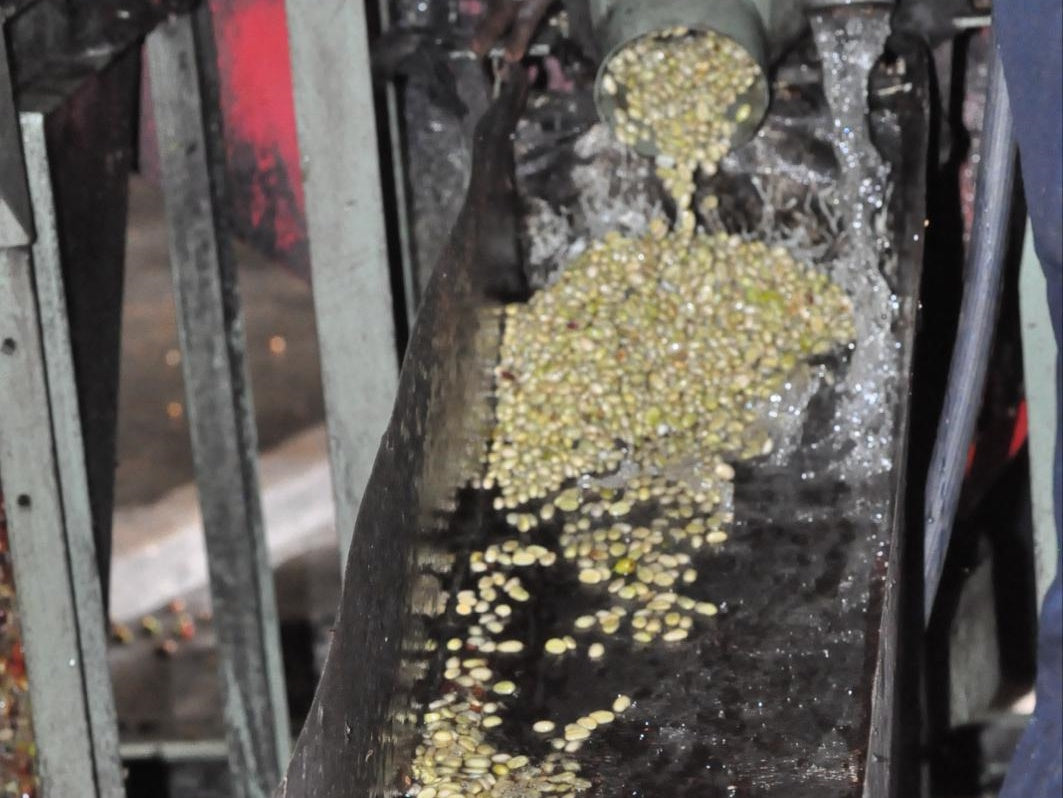 エチオピア Kaffa Bonga /washed /浅煎り