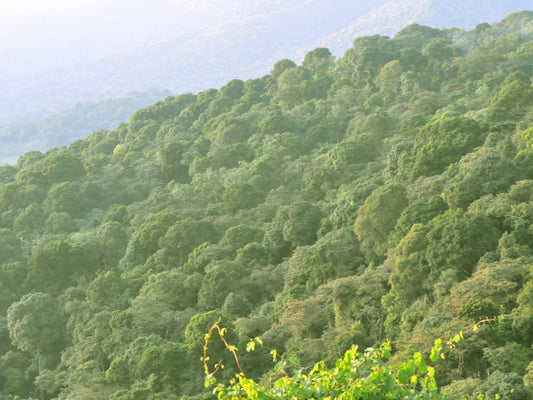 エチオピア Kaffa Bonga /washed /浅煎り