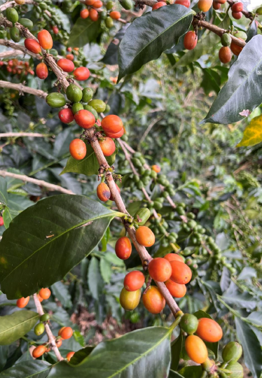 コロンビア /Huila / La ZARZA サルサ農園/ Pink Bourbon/ Washed/ 浅煎り