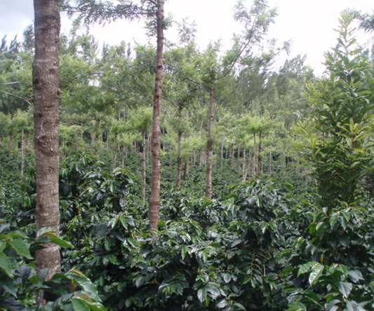 グァテマラ ACATENANGO BUENA VISTA農園 / washed /中深煎り