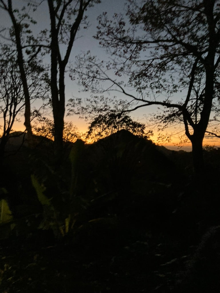 ニカラグア Los Pirineos /Red Caturra /Carbonis Maceration /中煎り