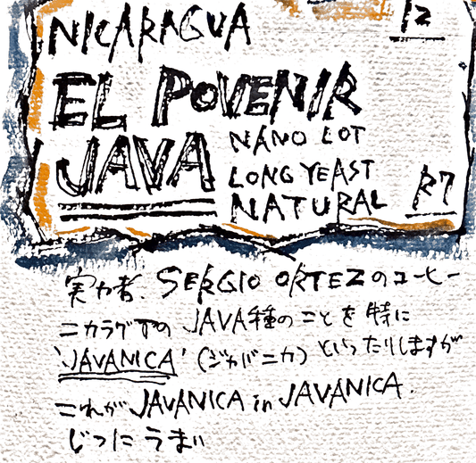ニカラグア/EL POVENIR /JAVA/nano lot long yeast natural /深煎り