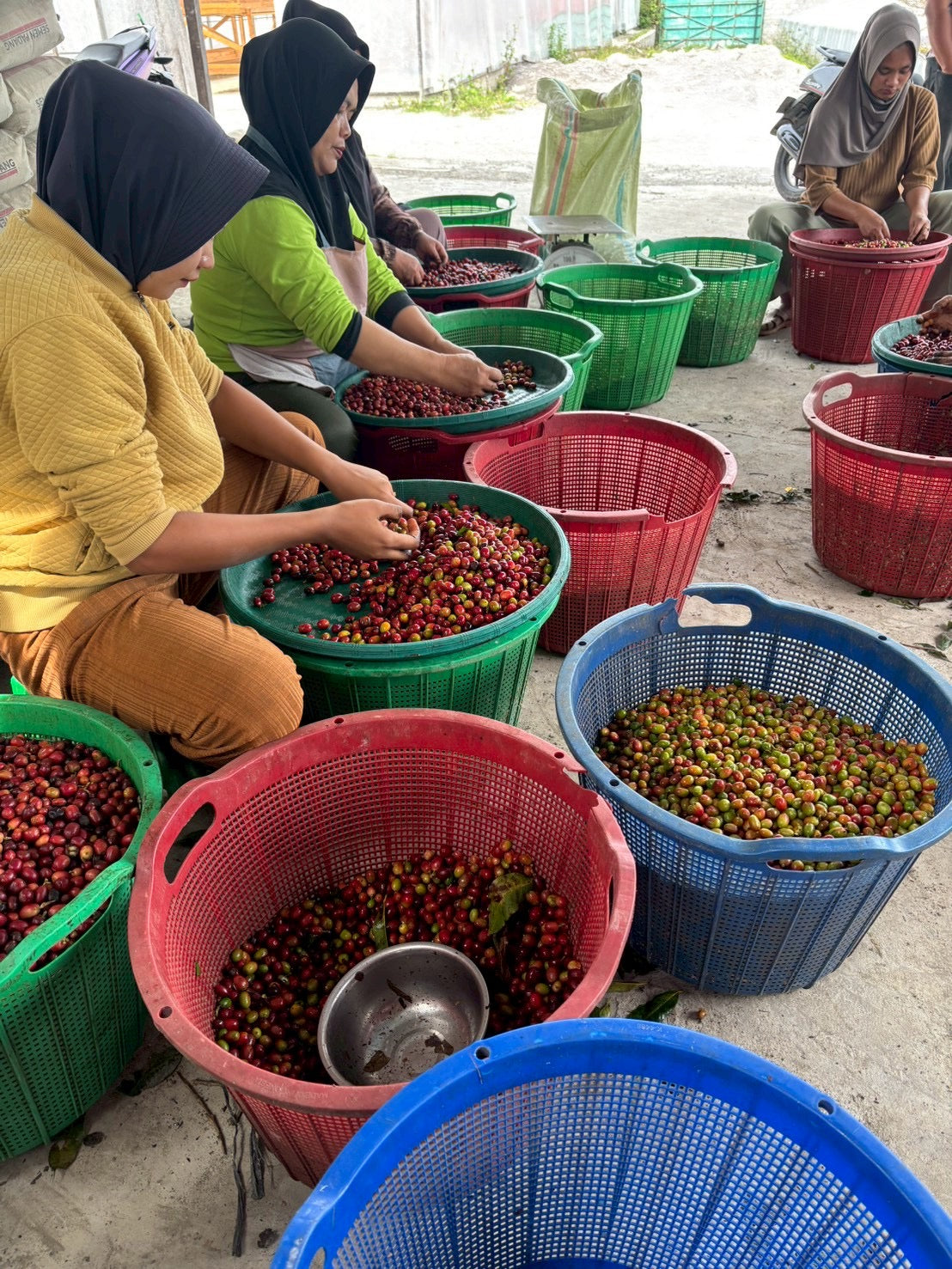 インドネシア/ Aceh Avatara WS GAYO MOUNTAIN/ Extreme washed/ 中煎り