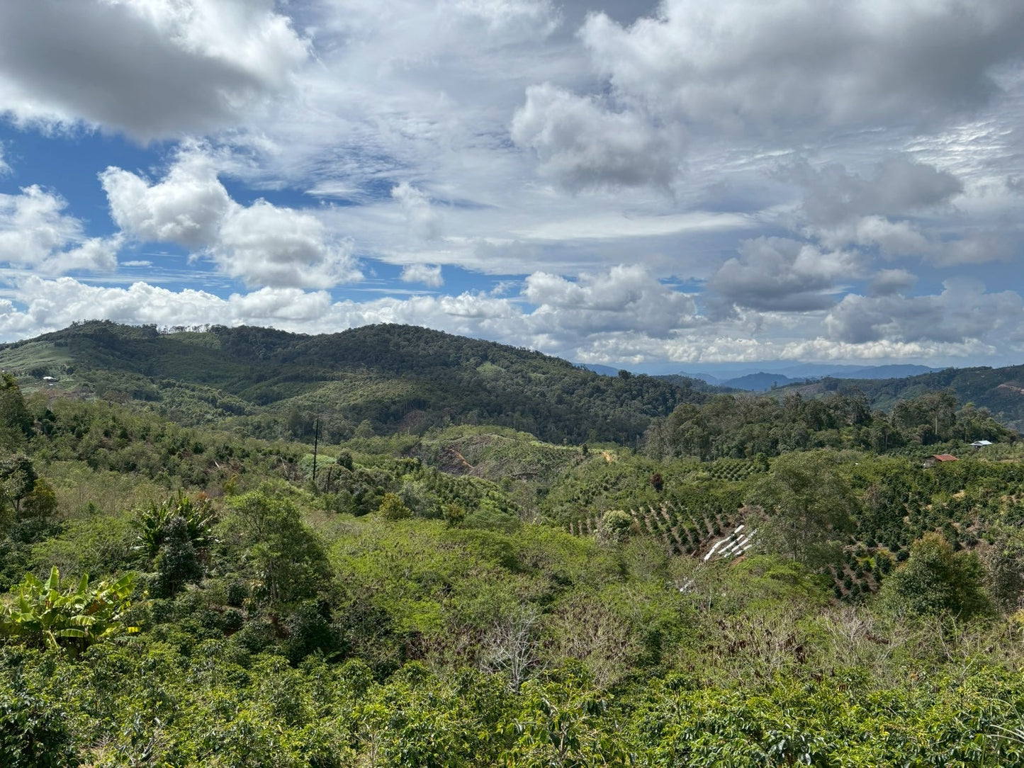 インドネシア/ Aceh Avatara WS GAYO MOUNTAIN/ Extreme washed/ 中煎り