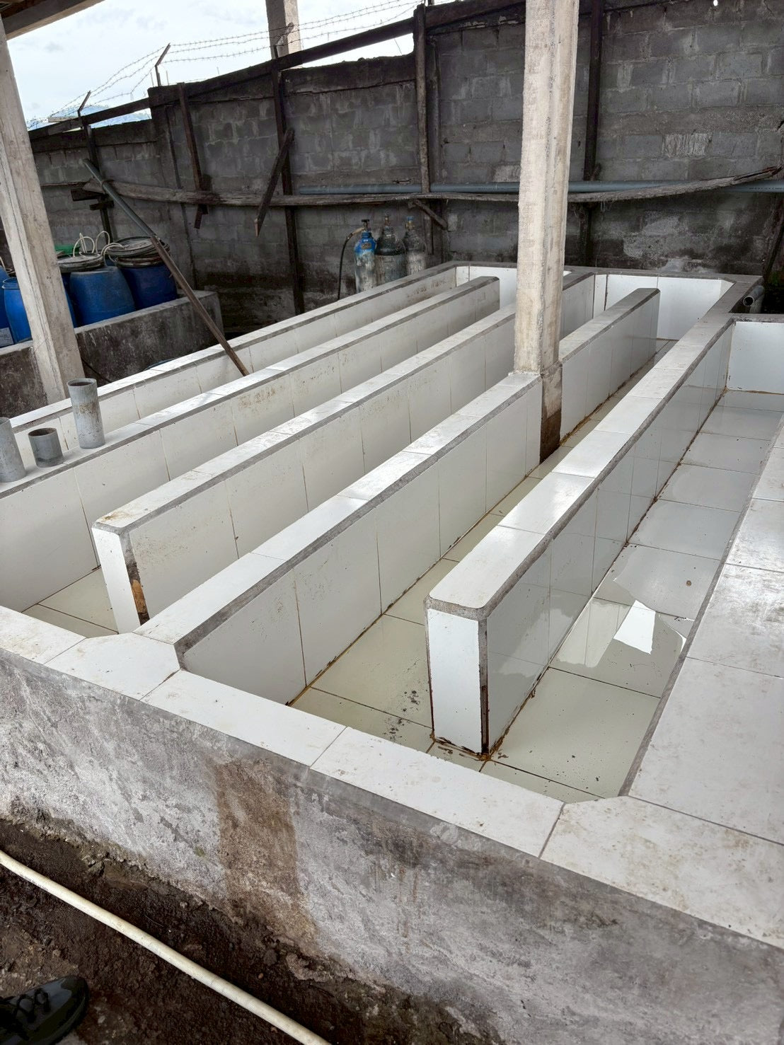 インドネシア/ Aceh Avatara WS GAYO MOUNTAIN/ Extreme washed/ 中煎り