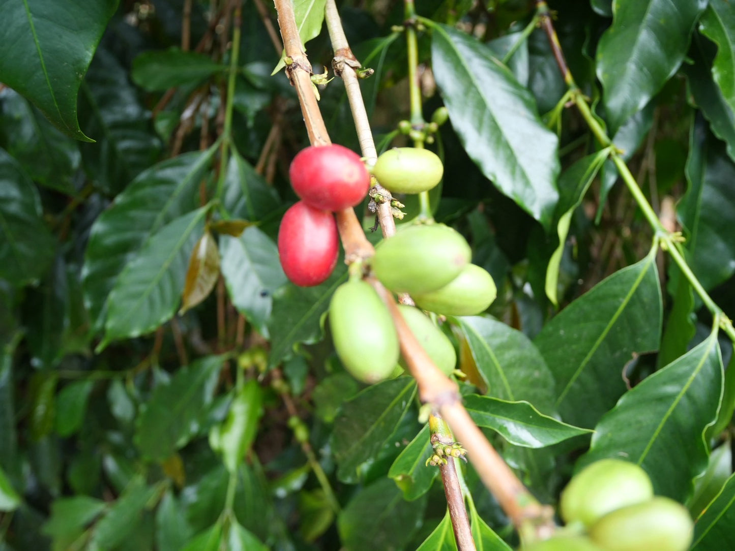 インドネシア/ Aceh Avatara WS GAYO MOUNTAIN/ Extreme washed/ 中煎り