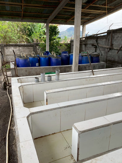 インドネシア/ Aceh Avatara WS GAYO MOUNTAIN/ Extreme washed/ 中煎り