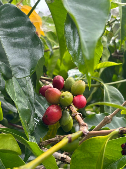 インドネシア/ Aceh Avatara WS GAYO MOUNTAIN/ Extreme washed/ 中煎り