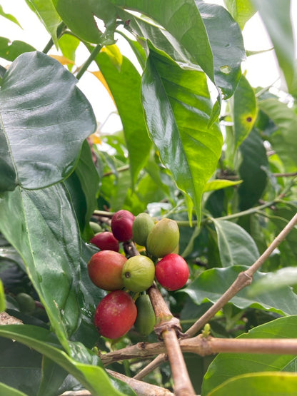 インドネシア/ Aceh Avatara WS GAYO MOUNTAIN/ Extreme washed/ 中煎り