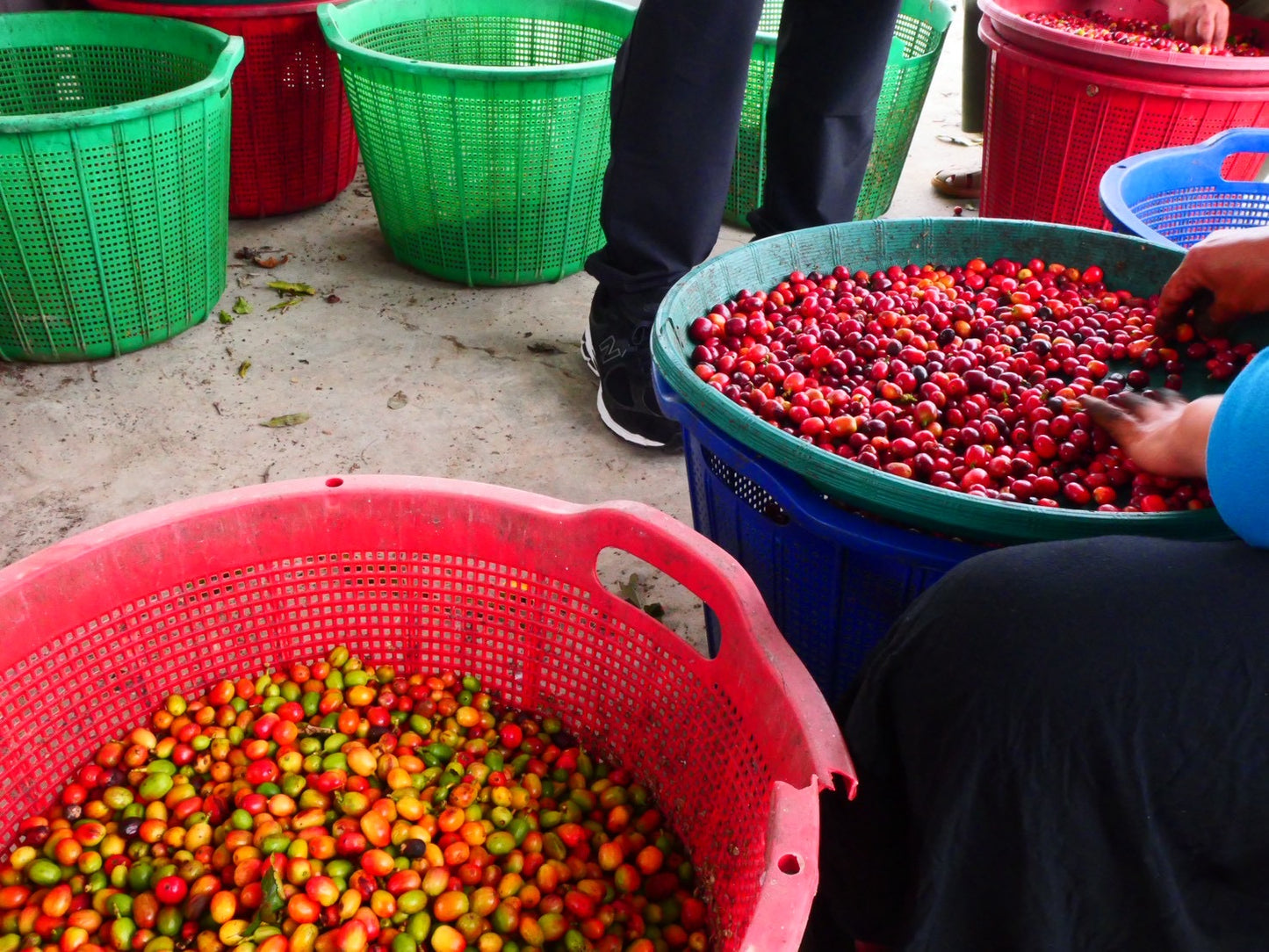 インドネシア/ Aceh Avatara WS GAYO MOUNTAIN/ Extreme washed/ 中煎り