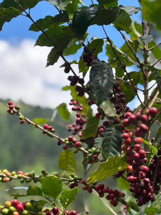 ニカラグア VOLCANCITOS /CATUAI double wash/ 深煎り