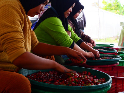 インドネシア/ Aceh Avatara WS GAYO MOUNTAIN/ Extreme washed/ 中煎り
