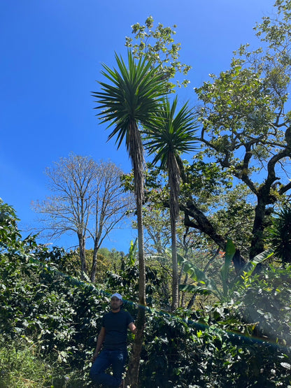 ニカラグア El Cambalache / MARACATURRA washed / 中深煎り