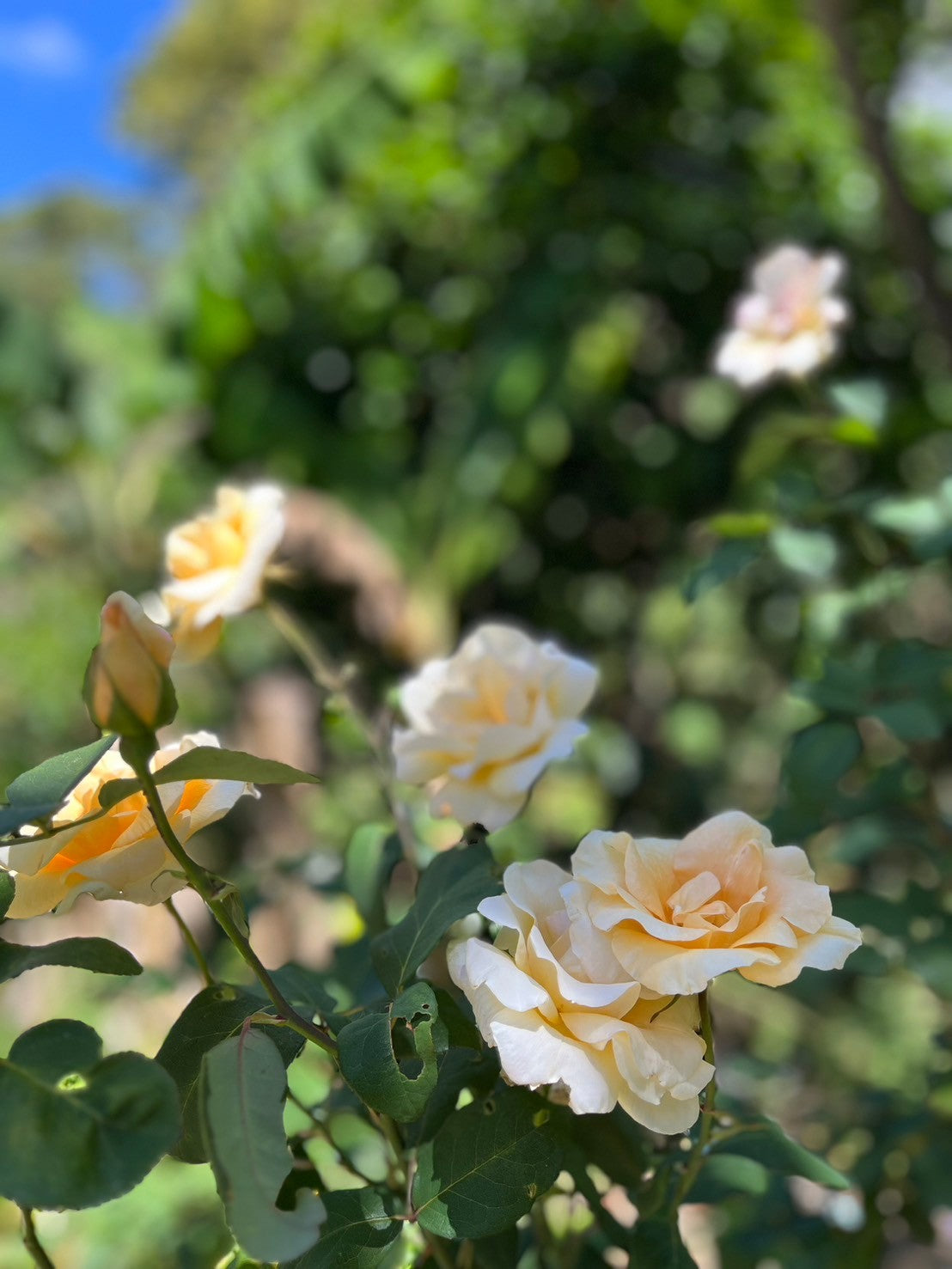 ニカラグア El Cambalache / MARACATURRA washed / 中深煎り