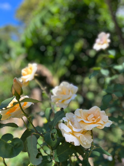 ニカラグア El Cambalache / MARACATURRA washed / 中深煎り