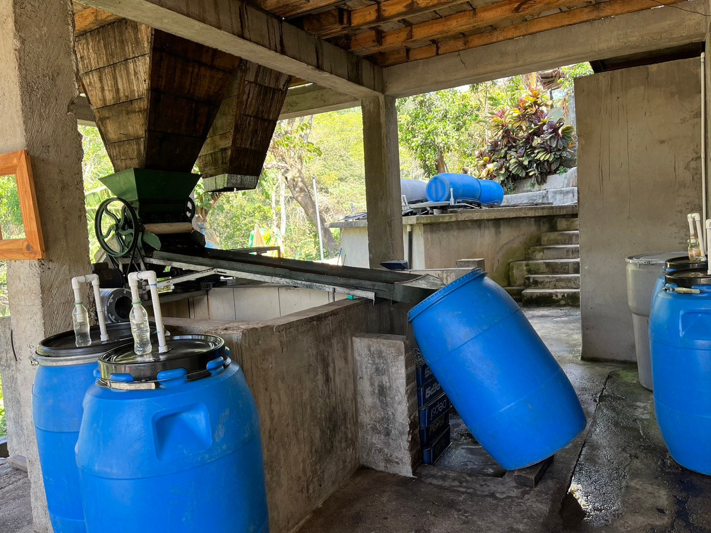 ニカラグア El Cambalache / MARACATURRA washed / 中深煎り