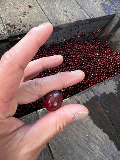 ニカラグア El Cambalache / MARACATURRA washed / 中深煎り