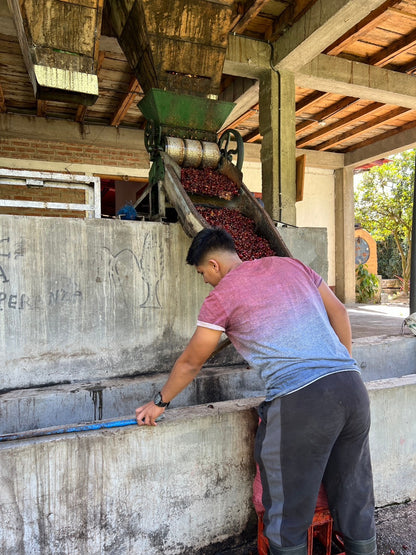 ニカラグア El Cambalache / MARACATURRA washed / 中深煎り