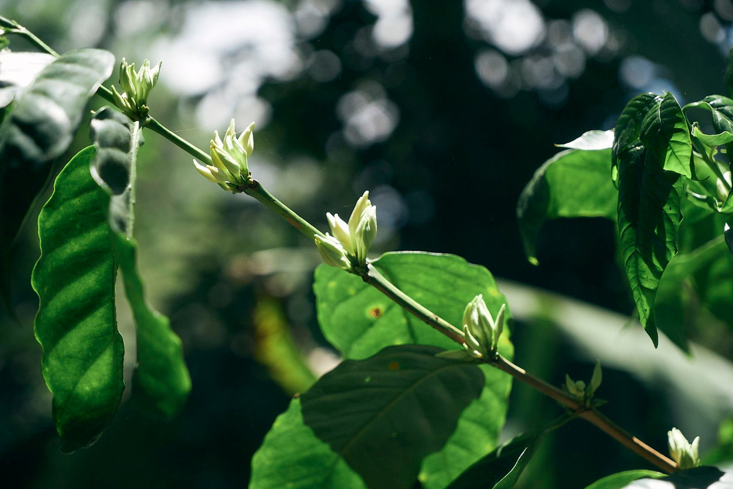 ニカラグア El Cambalache / MARACATURRA washed / 中深煎り