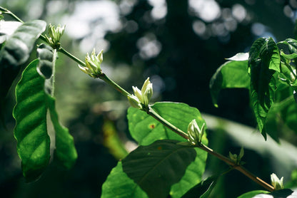 ニカラグア El Cambalache / MARACATURRA washed / 中深煎り
