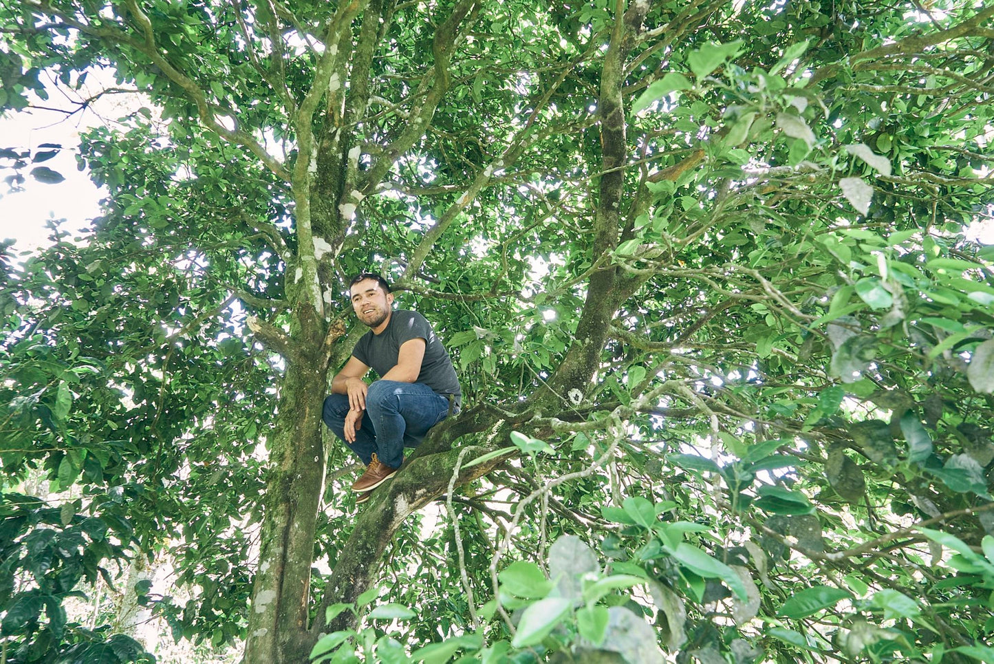 ニカラグア El Cambalache / MARACATURRA washed / 中深煎り