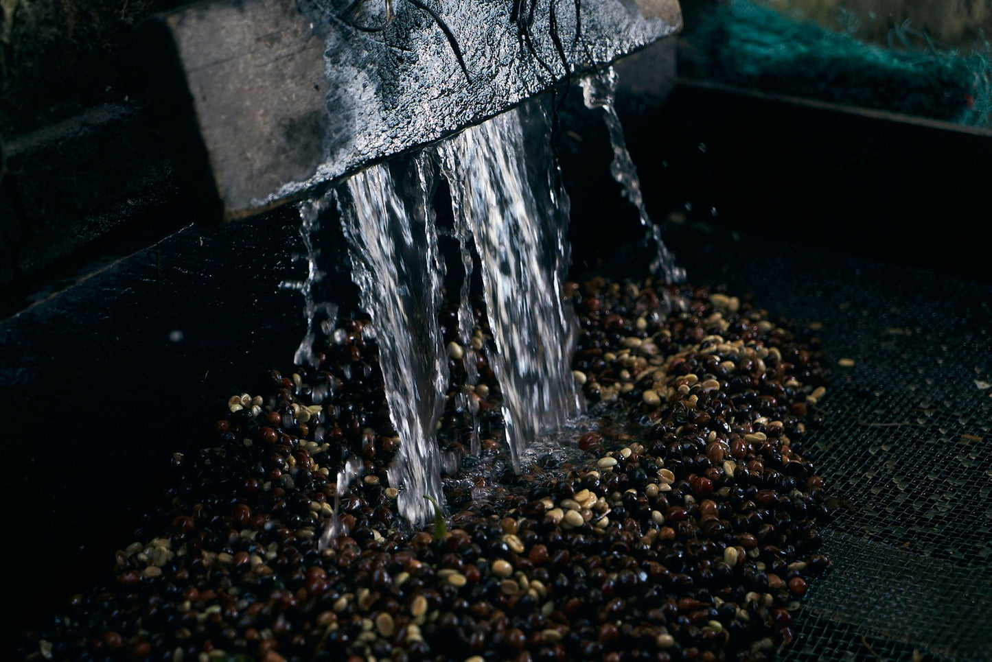 ニカラグア El Cambalache / MARACATURRA washed / 中深煎り