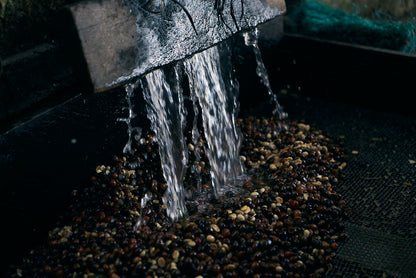 ニカラグア El Cambalache / MARACATURRA washed / 中深煎り