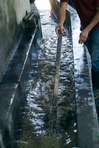 ニカラグア El Cambalache / MARACATURRA washed / 中深煎り
