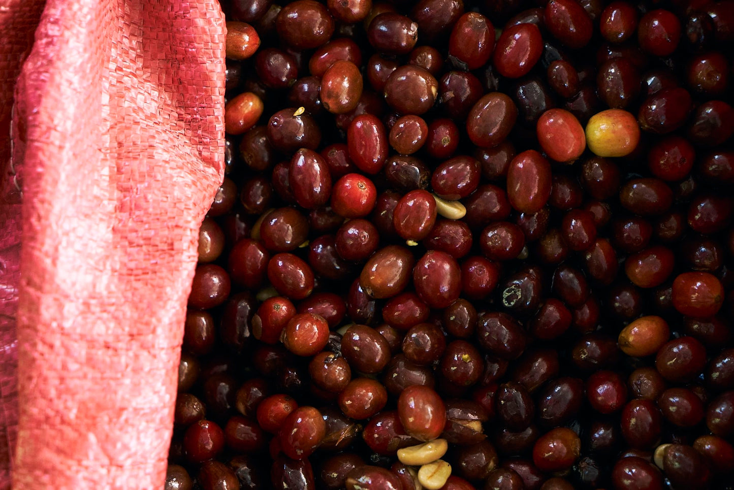 ニカラグア El Cambalache / MARACATURRA washed / 中深煎り