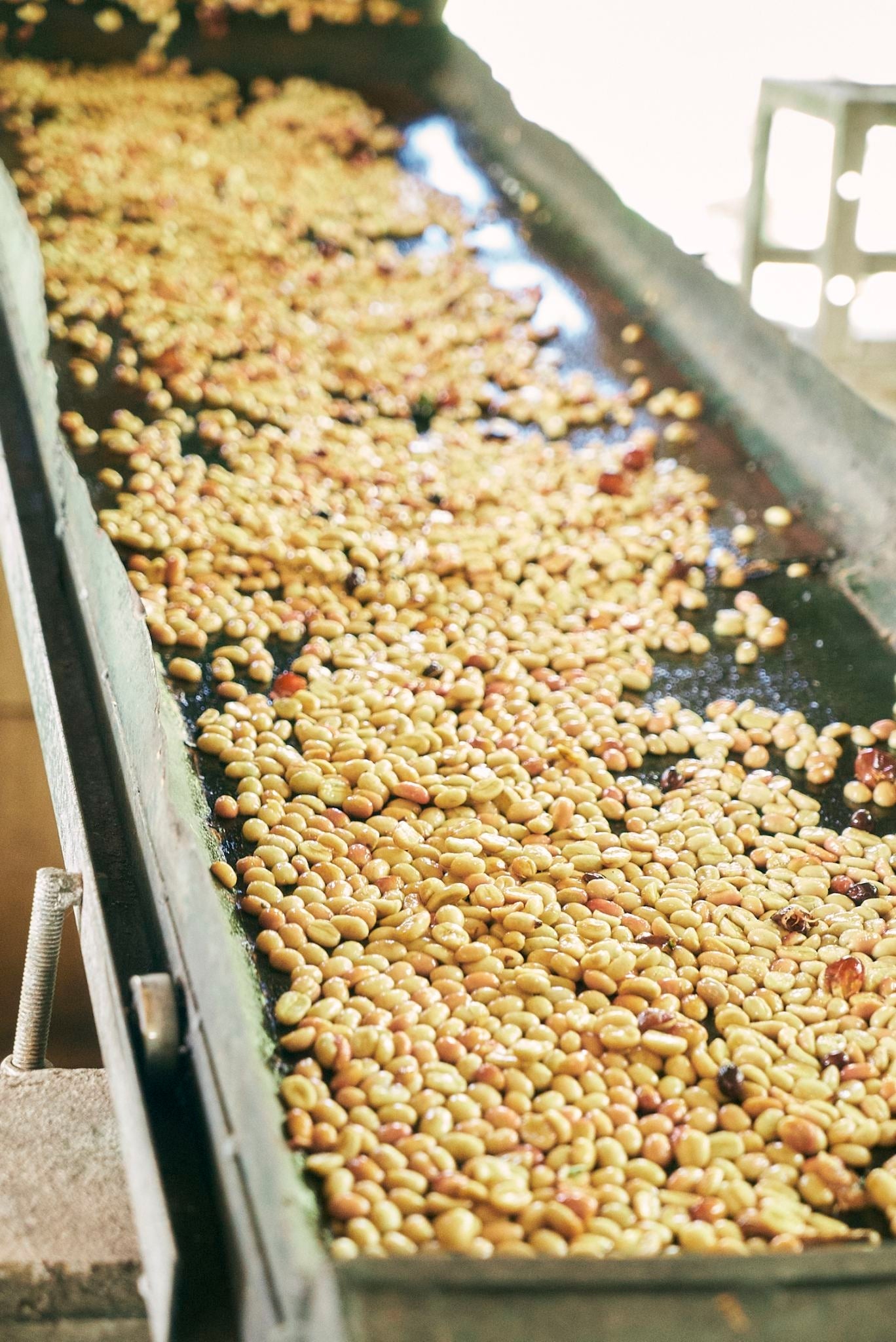 ニカラグア El Cambalache / MARACATURRA washed / 中深煎り