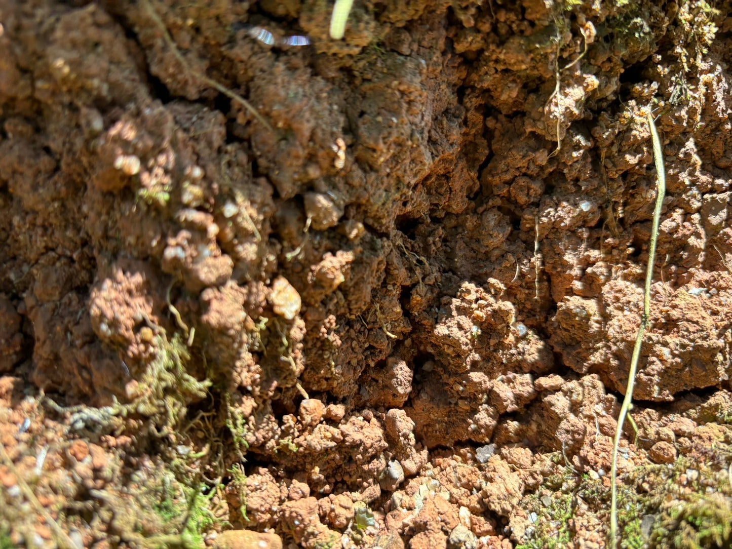 ニカラグア El Cambalache / MARACATURRA washed / 中深煎り