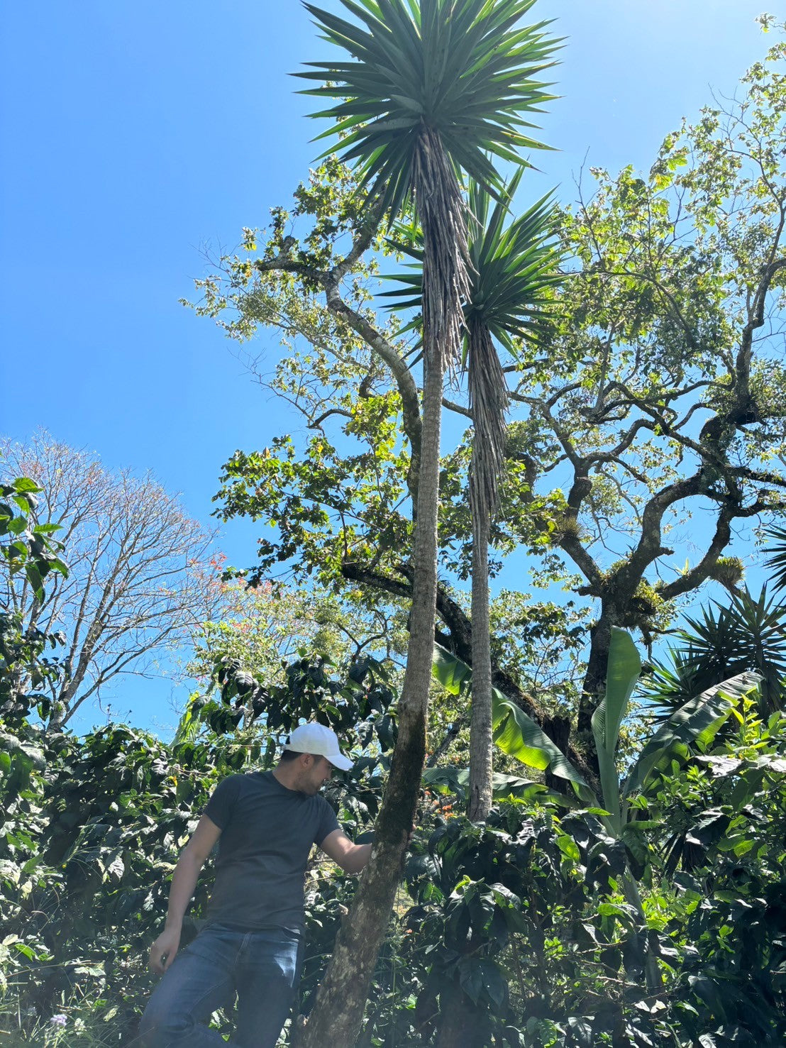 ニカラグア El Cambalache / MARACATURRA washed / 中深煎り