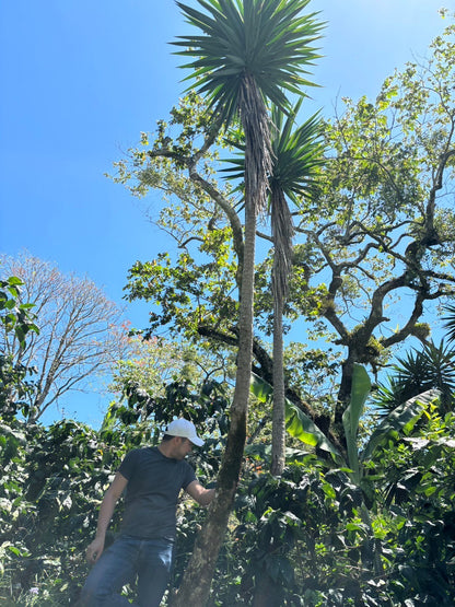 ニカラグア El Cambalache / MARACATURRA washed / 中深煎り