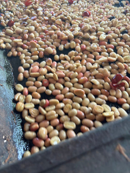 ニカラグア El Cambalache / MARACATURRA washed / 中深煎り