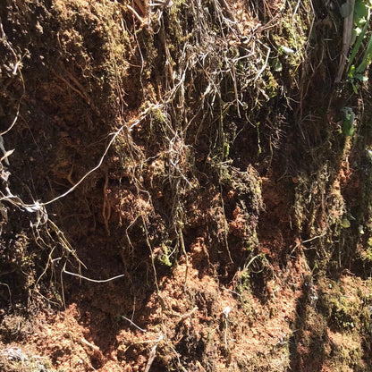 ニカラグア El Cambalache / MARACATURRA washed / 中深煎り