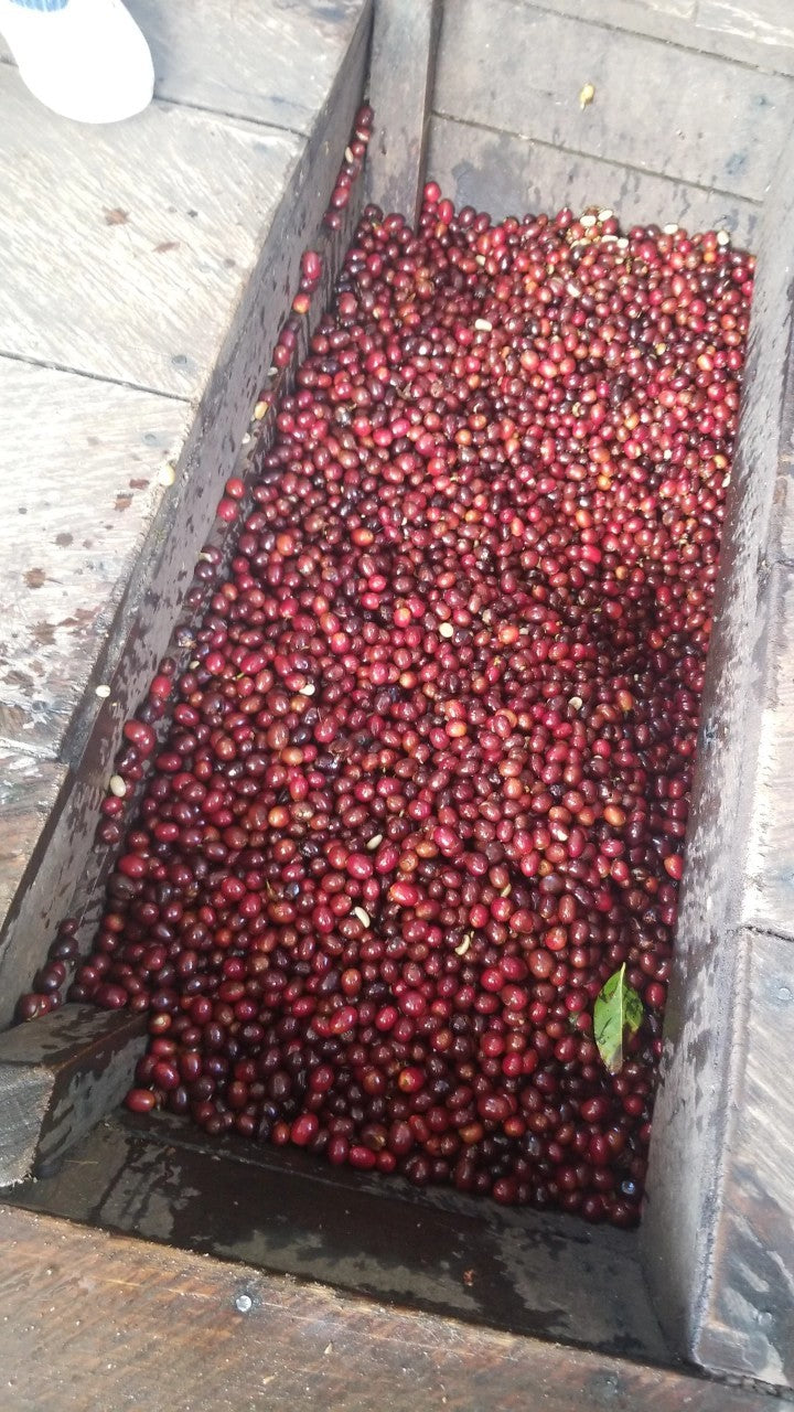 ニカラグア El Cambalache / MARACATURRA washed / 中深煎り