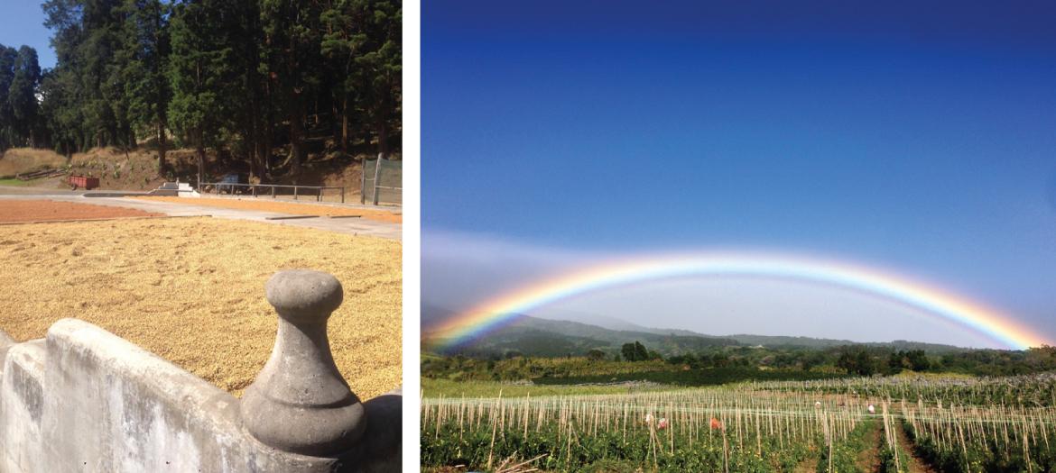 コスタリカ / VOLCANCITO / Honey / 浅煎り