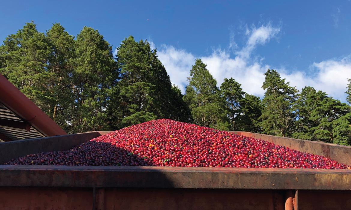 コスタリカ / VOLCANCITO / Honey / 浅煎り