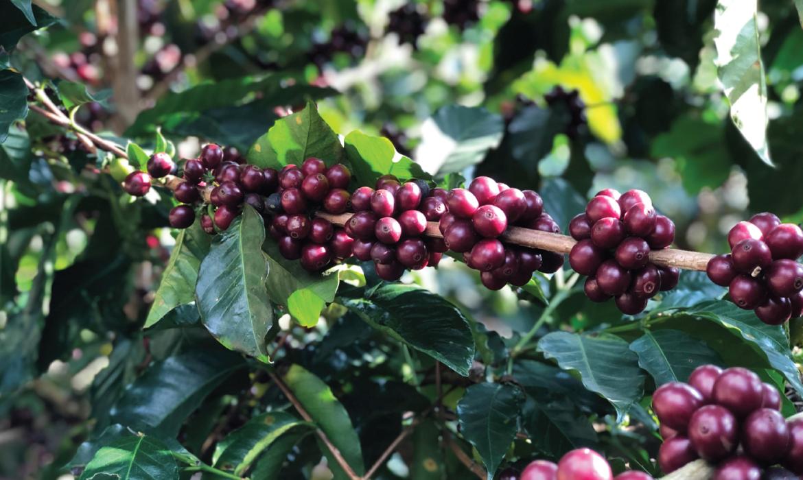 コスタリカ / VOLCANCITO / Honey / 浅煎り