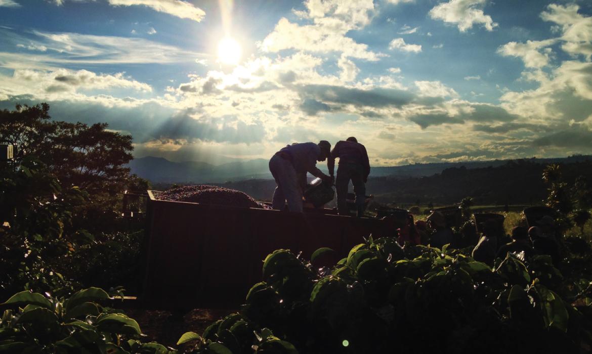 コスタリカ / VOLCANCITO / Honey / 浅煎り