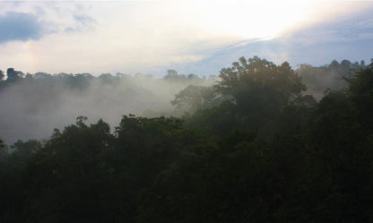 コスタリカ / VOLCANCITO / Honey / 浅煎り