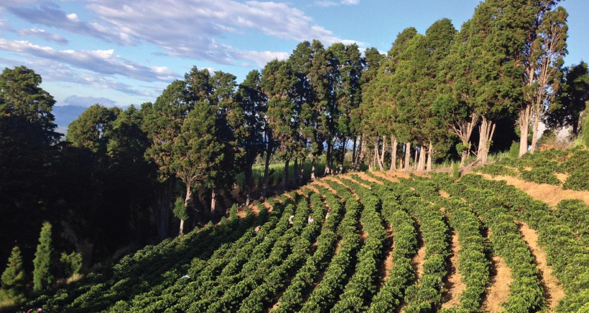 コスタリカ / VOLCANCITO / Honey / 浅煎り