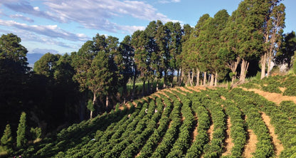 コスタリカ / VOLCANCITO / Honey / 浅煎り