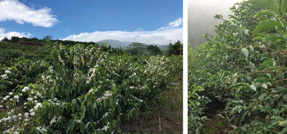 コスタリカ / VOLCANCITO / Honey / 浅煎り