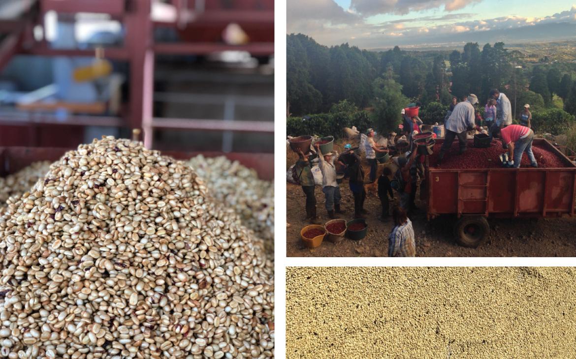 コスタリカ / VOLCANCITO / Honey / 浅煎り