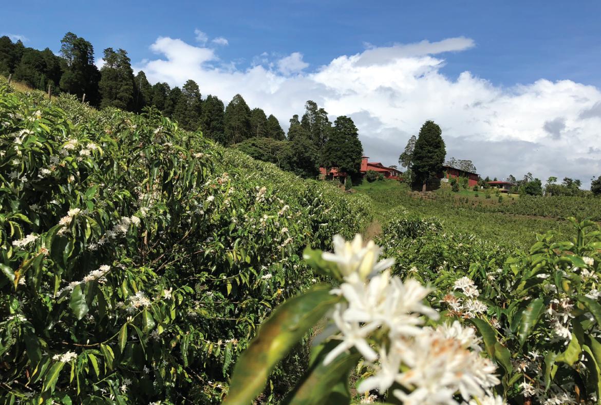 コスタリカ / VOLCANCITO / Honey / 浅煎り