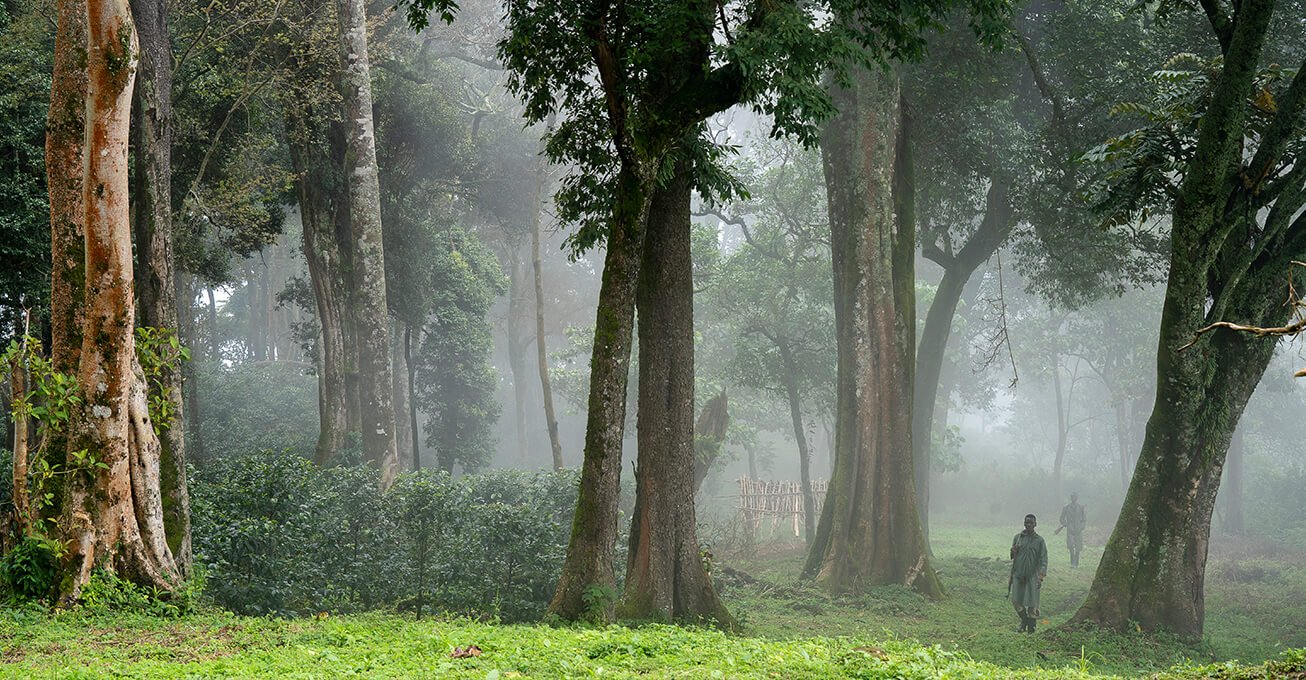 エチオピア GESHA VILLAGE /GESHA1931 Natural/ 浅煎り