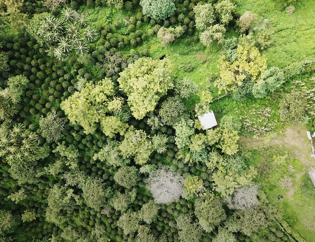 エチオピア GESHA VILLAGE /GESHA1931 Natural/ 浅煎り