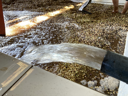 インドネシア/ Aceh Avatara WS GAYO MOUNTAIN/ Extreme washed/ 中煎り